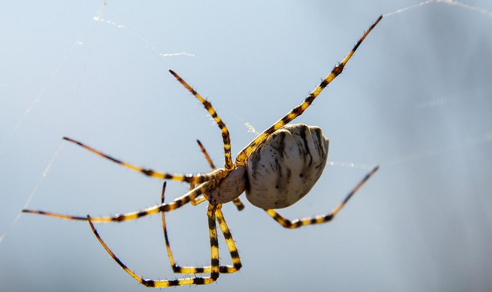 תכונות האבטחה של InterServer: שמירה על בטיחות ומאובטח האתר שלך