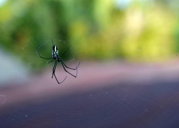 אירוח שיתופי vs. שרת ייעודי: מה הכי טוב לצרכים שלך?