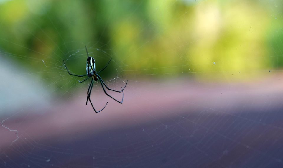 אירוח שיתופי vs. שרת ייעודי: מה הכי טוב לצרכים שלך?