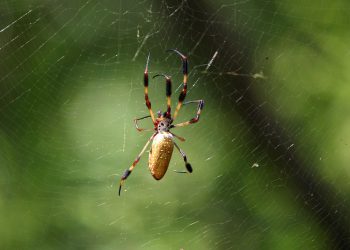מדריך אחסון אתרים 2026: המדריך המלא והמקיף ביותר
