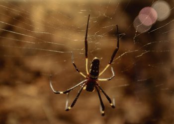 אחסון אתרים והגנה על נתוני לקוחות: חשיבות אבטחת מידע בעסקי מסחר אלקטרוני