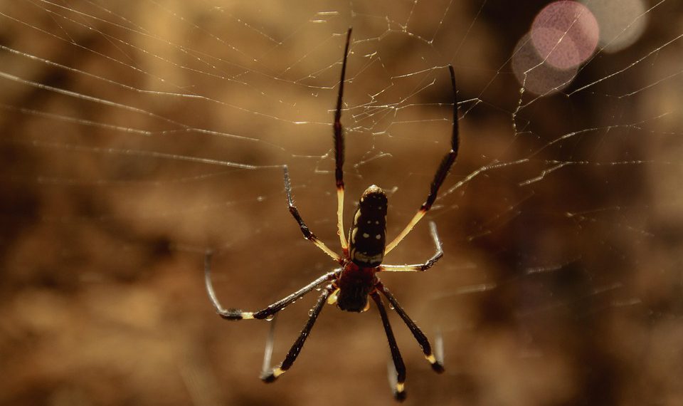אחסון אתרים והגנה על נתוני לקוחות: חשיבות אבטחת מידע בעסקי מסחר אלקטרוני