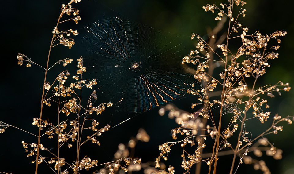 התכונות החדשות ביותר של SiteGround: ממה להיזהר בשנת 2023