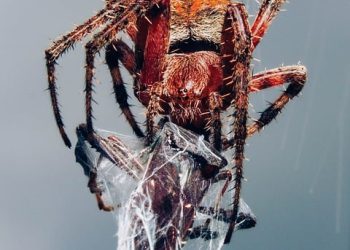 מעבר לאירוח של InMotion: מדריך שלב אחר שלב