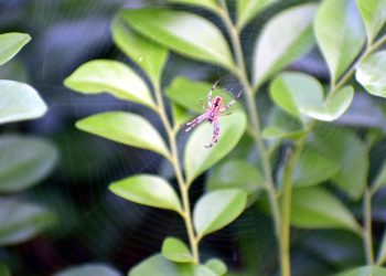 המחויבות של InMotion Hosting לקיימות: האם זו באמת אפשרות אירוח ירוקה ב-2026?