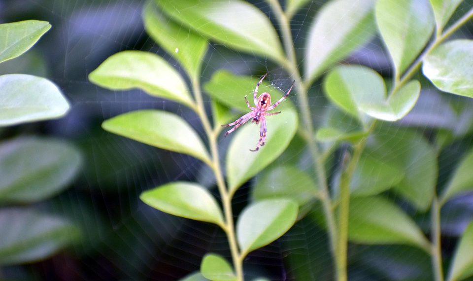 המחויבות של InMotion Hosting לקיימות: האם זו באמת אפשרות אירוח ירוקה ב-2026?