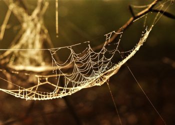 שחרור פוטנציאל מסחר אלקטרוני עם התכונות של HostGator