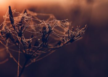 בונים את העסק המקוון שלך? למה Hostinger צריך להיות על הרדאר שלך