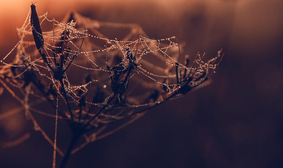 בונים את העסק המקוון שלך? למה Hostinger צריך להיות על הרדאר שלך