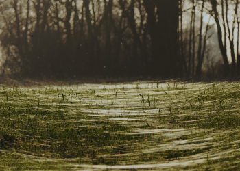 היתרונות והחסרונות של השימוש ב-iPage לצרכי אירוח אתרים (סקירה מקיפה 2026)