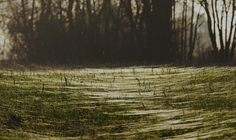 היתרונות והחסרונות של השימוש ב-iPage לצרכי אירוח אתרים שלך