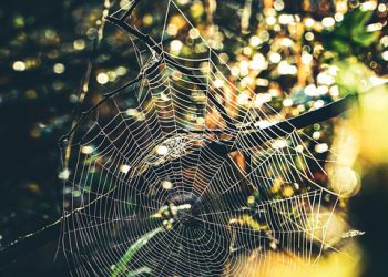 מדריך אחסון אתרים 2026: איך לבחור אחסון מהיר, מאובטח ומשתלם לאתר וורדפרס או לעסק