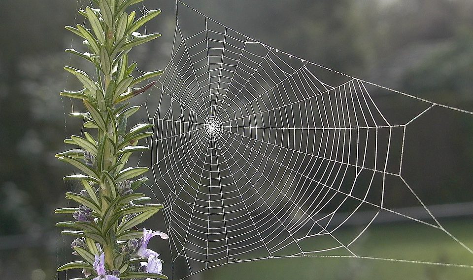 מקסום את הפוטנציאל של האתר שלך עם הכלים והשירותים המתקדמים של DreamHost