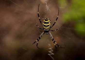 אירוח אתרים ללא טביעת רגל פחמן: למה יותר עסקים בוחרים ב-GreenGeeks ב-2026