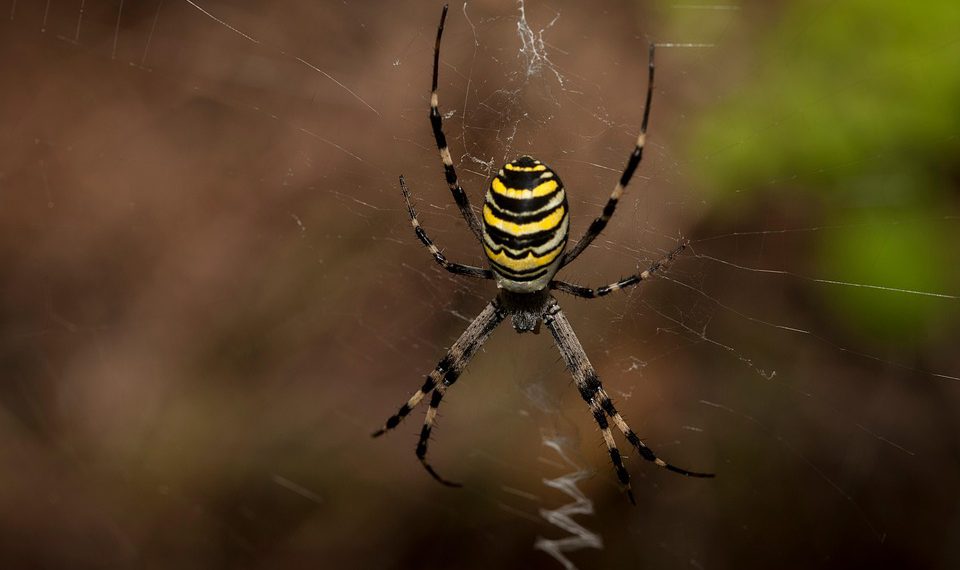 אירוח אתרים ללא טביעת רגל פחמן: מדוע כדאי לבחור ב-GreenGeeks