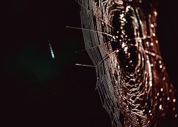 האם DreamHost שווה את זה? צלילה עמוקה לתוך ביקורות ודירוגי משתמשים