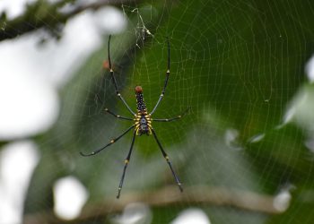 האבולוציה של קינסטה: מבט על המסע שלהם בתעשיית האירוח