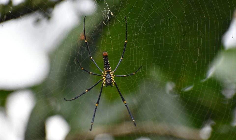 האבולוציה של קינסטה: מבט על המסע שלהם בתעשיית האירוח