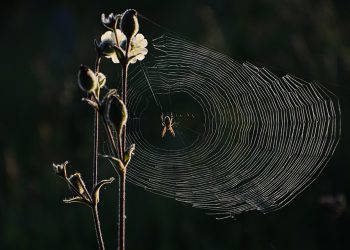 אבטחה ראשית: כיצד Hostinger מגן על האתר שלך מפני איומים