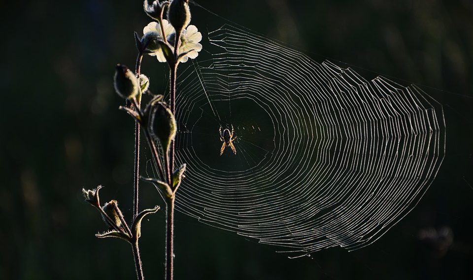 אבטחה ראשית: כיצד Hostinger מגן על האתר שלך מפני איומים