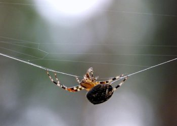 הבנת ערבות החזר הכסף של A2 Hosting: מה שאתה צריך לדעת