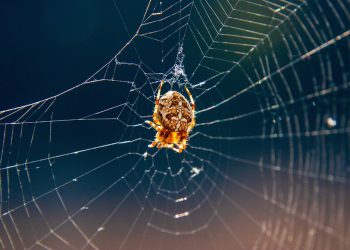 מעבר ליסודות: טכניקות מתקדמות עם אירוח A2
