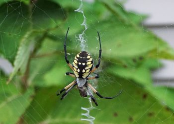 מעבר ל-iPage: מדריך שלב אחר שלב להגירה חלקה