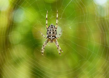 עלות-יעילות של Jet Server: מקסום ערך לצרכי האירוח שלך