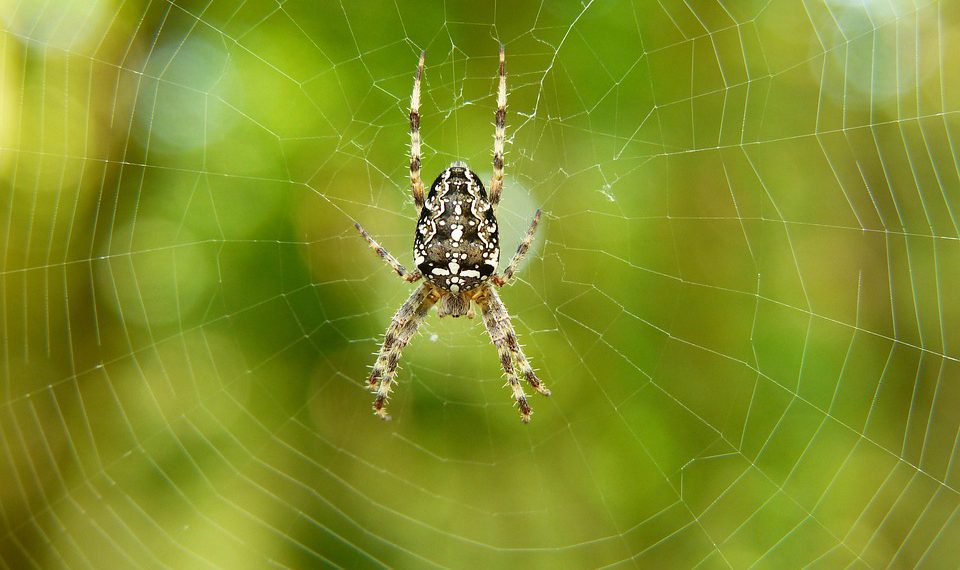 עלות-יעילות של Jet Server: מקסום ערך לצרכי האירוח שלך