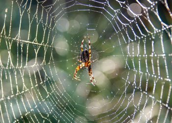 מאחורי הקלעים: הצלחת צוות נהיגת Jet Server