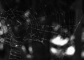 מעבר ל-InterServer: מעבר חלק עבור העסק המקוון שלך