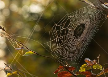 אבטחה ראשית: כיצד Cloudways מגן על האתר שלך מפני איומי סייבר