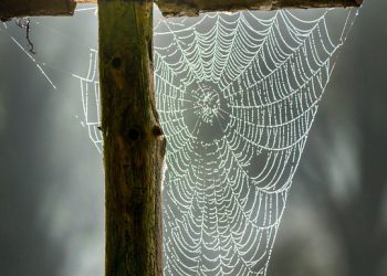 התמקדות באבטחה: כיצד SiteGround שומר על בטיחות האתר שלך