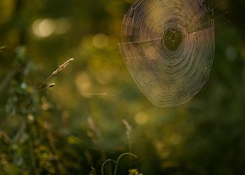 התפקיד של מנוע WP במערכת האקולוגית של וורדפרס: שיפור תהליך הפיתוח שלך