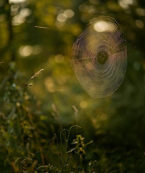 התפקיד של מנוע WP במערכת האקולוגית של וורדפרס: שיפור תהליך הפיתוח שלך