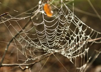 תחילת העבודה עם Kinsta: מדריך למתחילים לאירוח מנוהל