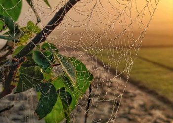 התוכניות הטובות ביותר של Bluehost לעסקים קטנים ולסטארט-אפים