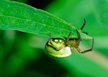 הבנת תמיכת הלקוחות של HostGator: מה שאתה צריך לדעת