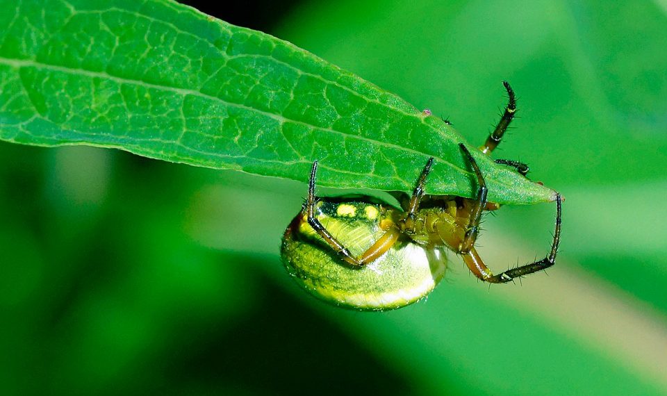 הבנת תמיכת הלקוחות של HostGator: מה שאתה צריך לדעת