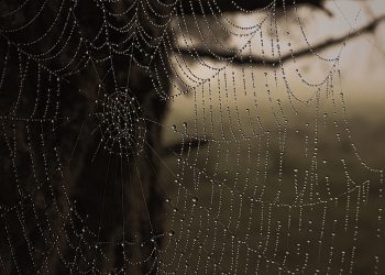 מהיר ואמין: היתרונות הטכניים של אירוח InMotion