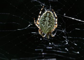 כיצד להעביר את האתר שלך ל-DreamHost: מדריך שלב אחר שלב