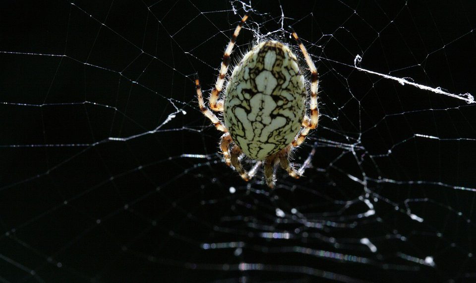 כיצד להעביר את האתר שלך ל-DreamHost: מדריך שלב אחר שלב