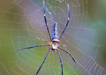 אירוח אתרים ידידותי לסביבה: בחינת הגישה הייחודית של GreenGeeks לקיימות