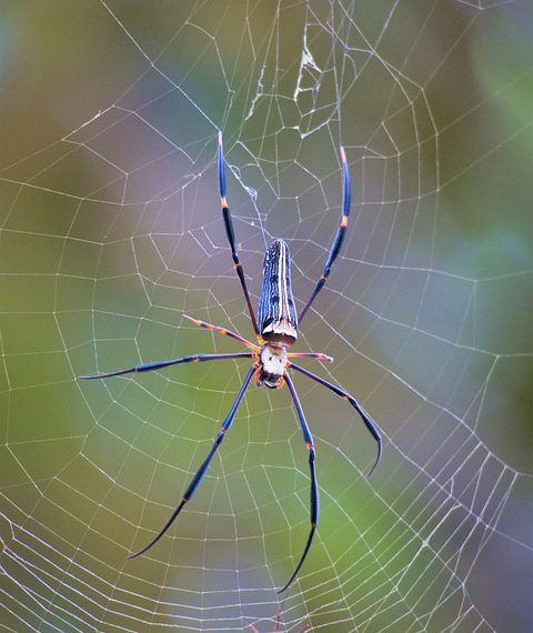 אירוח אתרים ידידותי לסביבה: בחינת הגישה הייחודית של GreenGeeks לקיימות