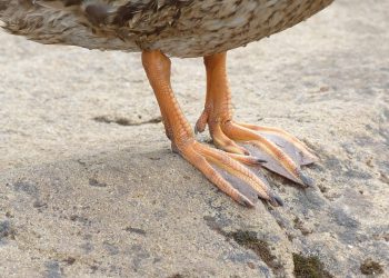 תכונות מובילות שגורמות לקינסטה להתבלט בנוף האירוח המנוהל