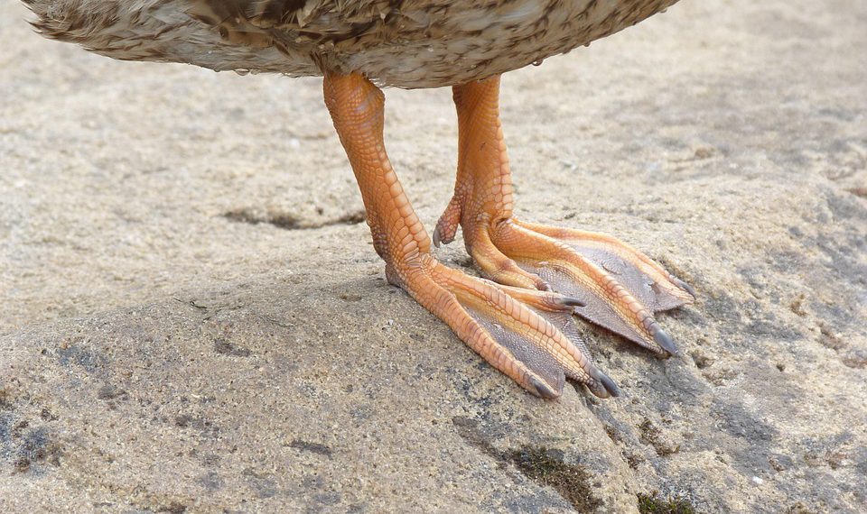 תכונות מובילות שגורמות לקינסטה להתבלט בנוף האירוח המנוהל