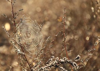 האבולוציה של HostGator: מבט על שינויים בשנת 2023