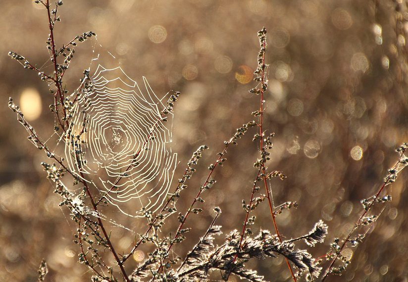 האבולוציה של HostGator: מבט על שינויים בשנת 2023