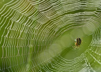 עדויות לקוחות: מדוע משתמשים אוהבים אירוח של SiteGround