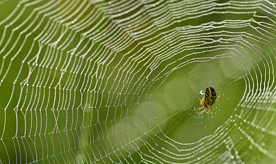 עדויות לקוחות: מדוע משתמשים אוהבים אירוח של SiteGround
